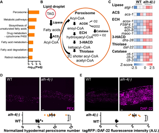 Prof_M_Ristow's tweet photo. #Nuclear receptors NHR-49 and NHR-79 promote #peroxisome proliferation to compensate for aldehyde dehydrogenase deficiency in #Celegans. #lipids #betaoxidation #PPARalpha https://t.co/2zifo6upmp https://t.co/ljjG8a2gpX