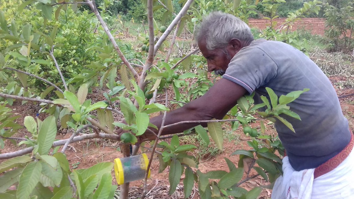 Pheromone traps play a #crucial role in curbing #insects. Ramireddy from @kadapagoap has installed the traps a week ahead in his Guava field. These are widely used throughout the #districts of AP. @rajbudithi @satyatripathi @NFCoalition