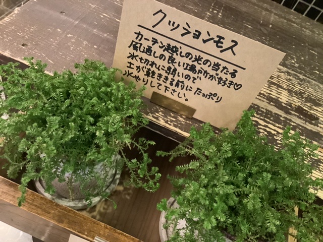 クッションモス クッションモス