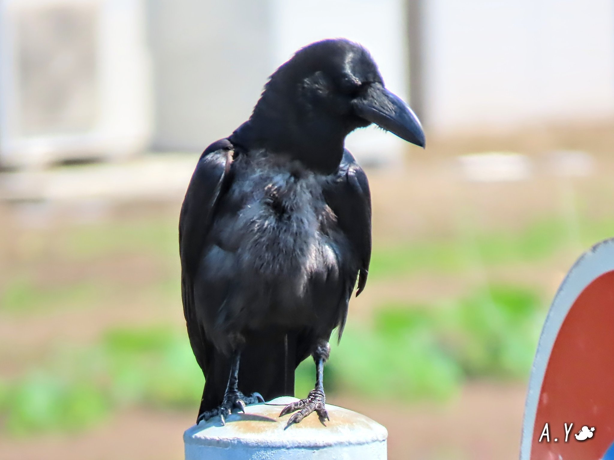 嘴太烏 Twitter Search Twitter