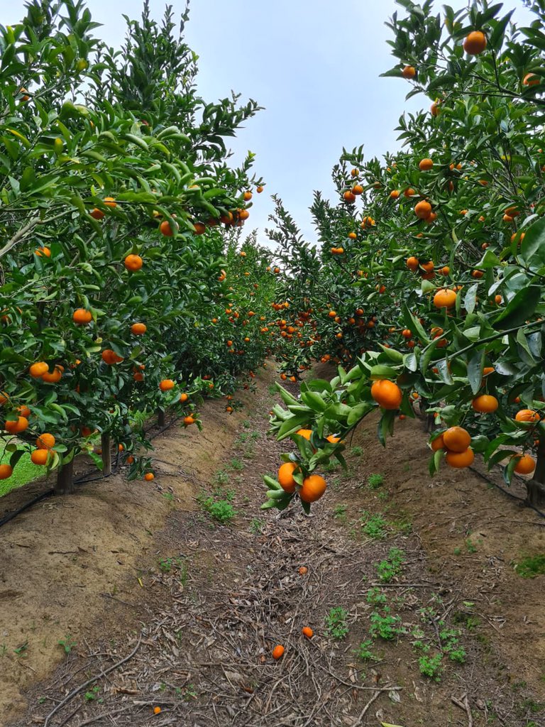 Jupiter__Group's tweet photo. 🌳 🍊 With a premium taste and appearance, our Nadorcott’s from South Africa’s Western Cape will soon be ready to harvest.
#Nadorcott #Mandarin #Jupiter #JupiterGroup #GlobalGrower #freshorange #fruit #fruits #Freshproduce #easypeeler #RSA #citrus https://t.co/cYDQmiFi3w