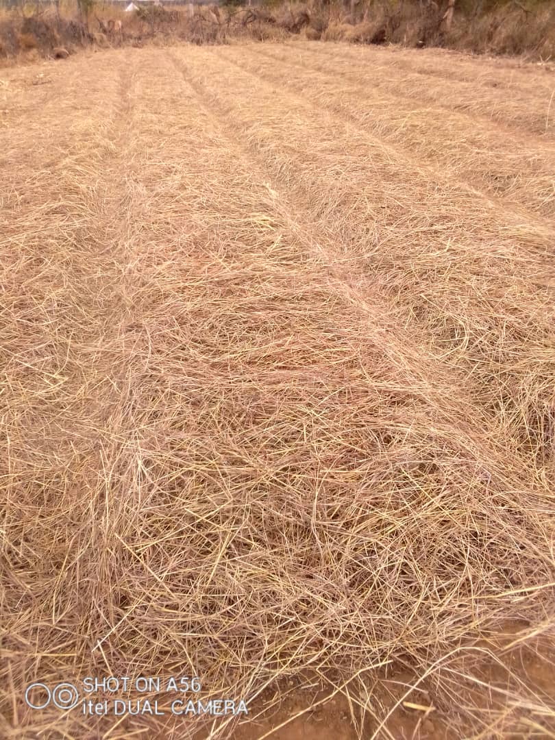 madzimaiMaritah's tweet photo. hakuna inofurira ivete, my tobacco seedbed #mhondoro ngezi #concodia #first time farmer wish me luck https://t.co/S5FP6soGkZ