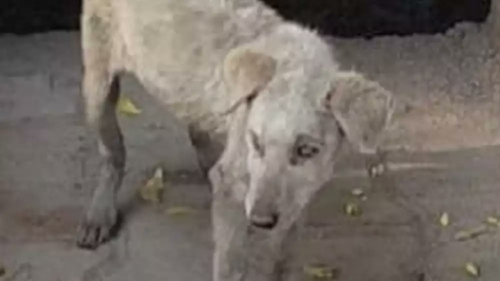 timesofindia's tweet photo. Photos: Blind dog from Jhansi gets new home in US

Sincere efforts of an animal lover from Jhansi helped a nine-month-old blind female stray dog get a new home in Pennsylvania City of the United States after she was rescued six months ago.

https://t.co/Glajr2A6Gs https://t.co/fHkh3lR5u0