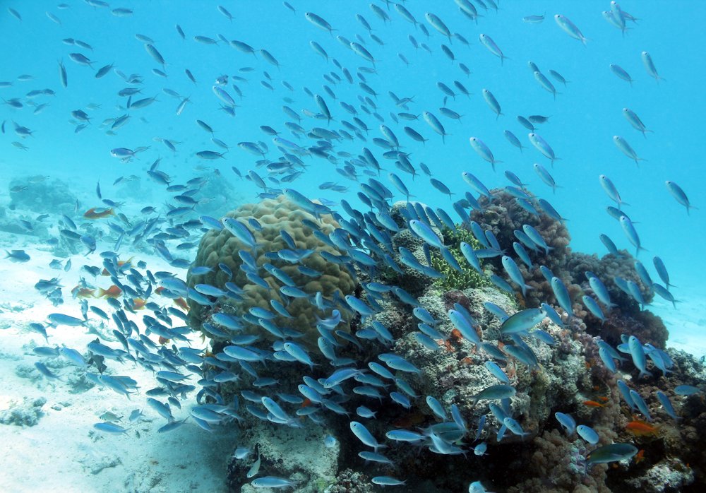 We're now live with this week's webinar: "Oceanic Blue Carbon" 🌊🐋

Join us here: 
us02web.zoom.us/j/88322436796

#MonthofBlueForests #GEFBlueForests