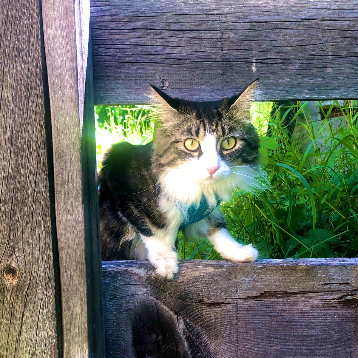 ReeferKeefer1's tweet image. Climbing the outbuildings like I used to in my kitten days.. 😻
#ReeferLife #CatsOfTwitter