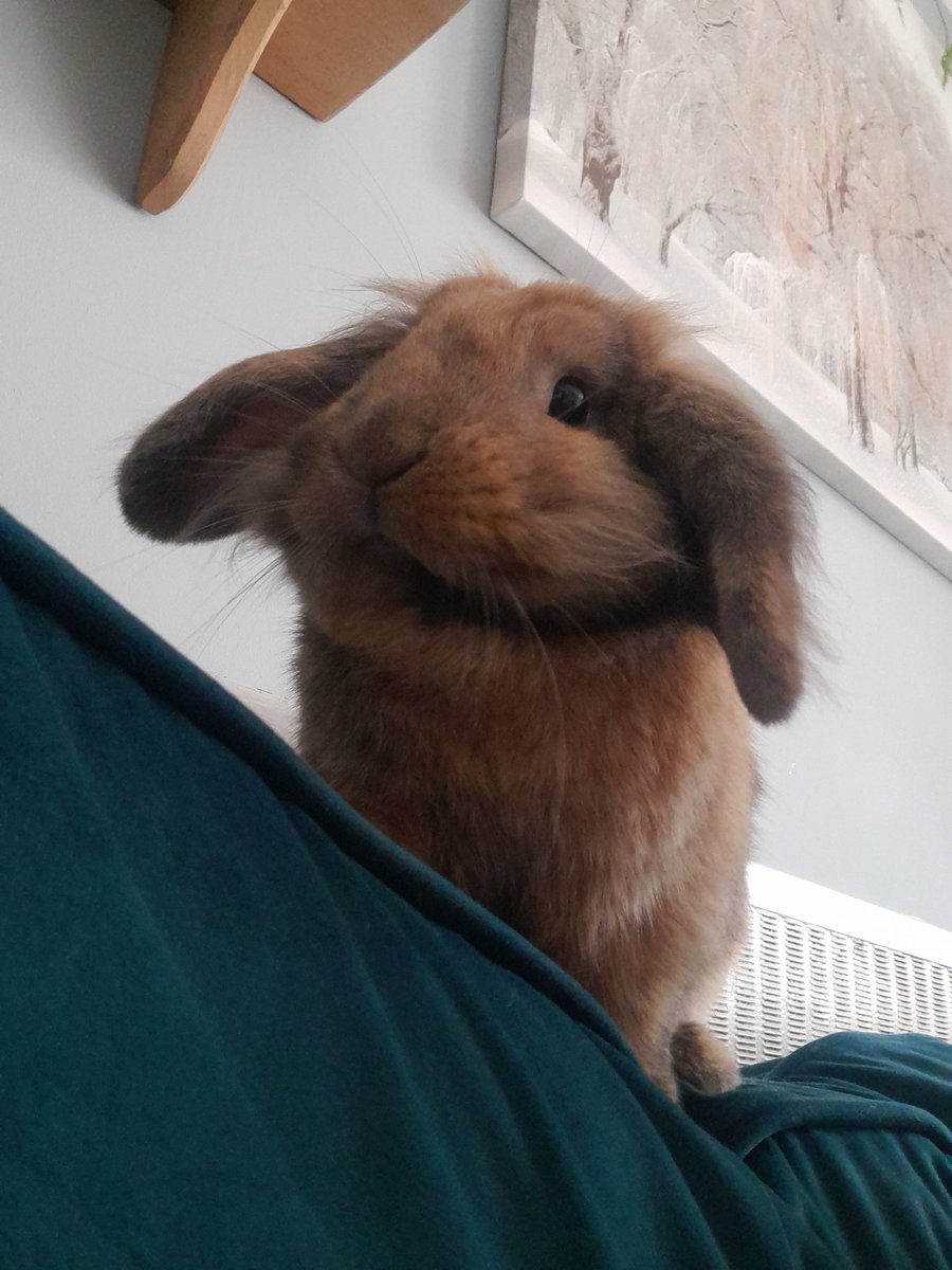 April Bunny Boo tweet media