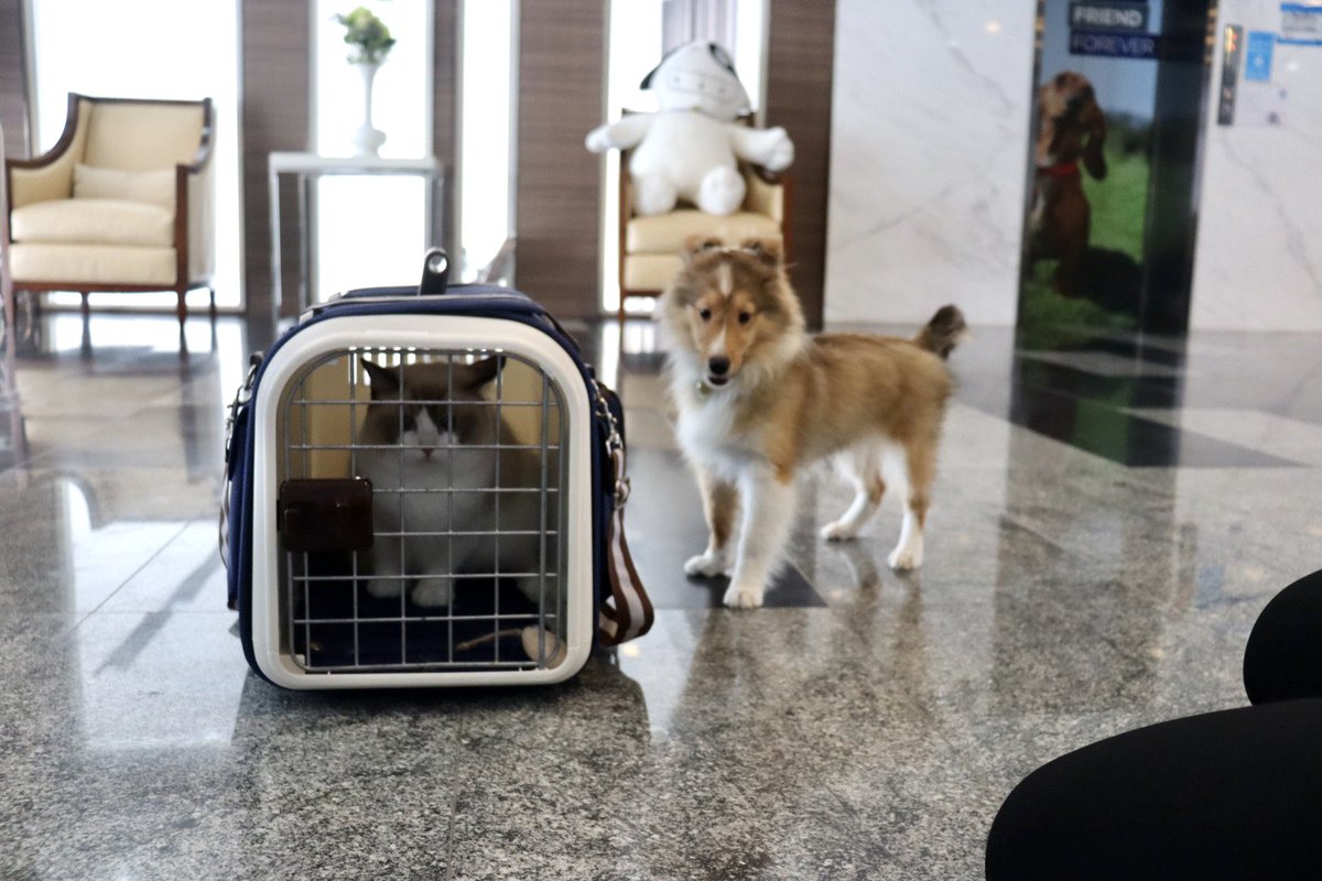 unquelityz's tweet image. Princess Gangster 🐶🐱💚
#Thonglorpethospital
#Amemeow
#BentleyCartiero