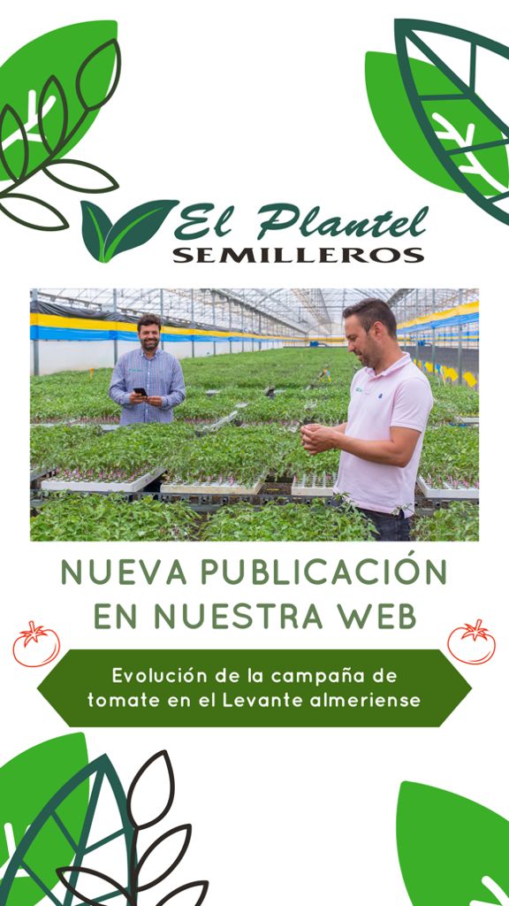 Estamos inmersos de pleno en la campaña de tomate. José Francisco Torres, Delegado Comercial del Levante, nos lo cuenta en nuestra web 🌱🍅