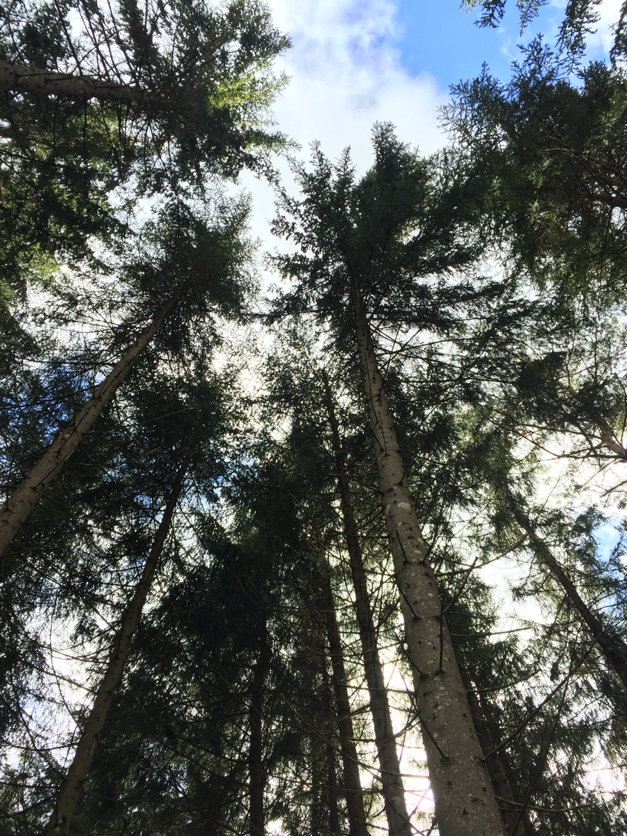 C'est officiel : notre groupement forestier Forêts pérennes est créé. Un projet familial destiné à acheter et valoriser des forêts en Haute Corrèze. Encore une aventure de coopération sur les rails. Et beaucoup, beaucoup de choses à apprendre et transmettre !