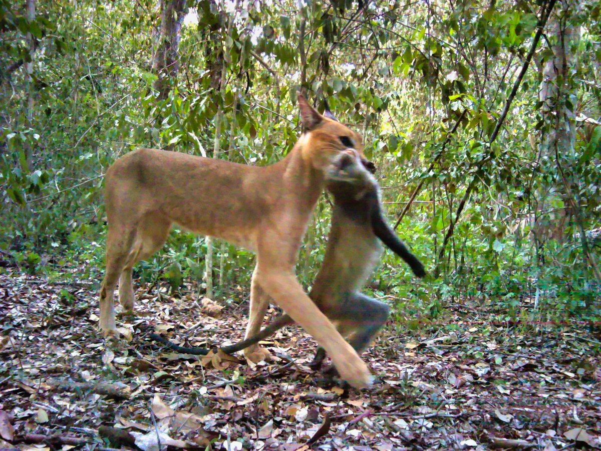 ArabukoSokoke's tweet photo. #Predator and #Prey
The #Caracal is the second largest predator within Arabuko Sokoke #forest. Its speed and agility make it an efficient hunter, able to take down prey 2 to 3 times its size.
#FoASFFAct #Betterwithforests #KeForestService #ArabukoSokoke #biodiversity https://t.co/GOJZpZ7Quz