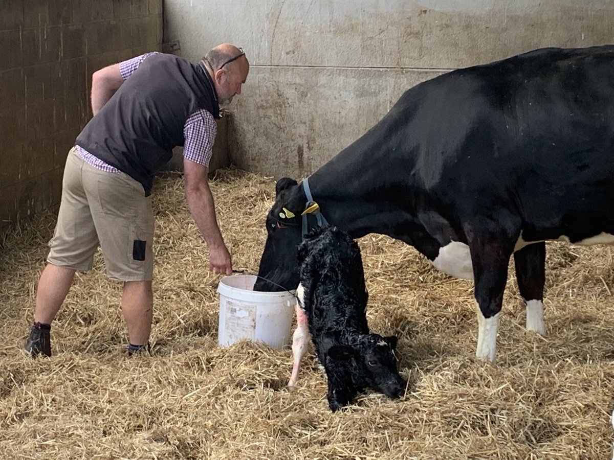 Big bucket of ‘Cow red bull’ good to get rehydrated straight after calving…