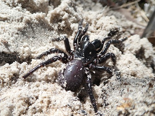A potentially life-saving treatment for heart attack victims has been discovered from the venom of one of the world’s deadliest spiders. Inspiring #UQResearch from <a href="/IMBatUQ/">Institute for Molecular Bioscience</a> <a href="/n_palpant/">Nathan Palpant</a> <a href="/VictorChangInst/">Victor Chang Cardiac Research Institute</a> <a href="/VenomsLab/">Glenn King</a>
<a href="/heartfoundation/">Heart Foundation</a>

tinyurl.com/ydoa4b2s

Image <a href="/SamNScience/">Dr Samantha Nixon</a> nel