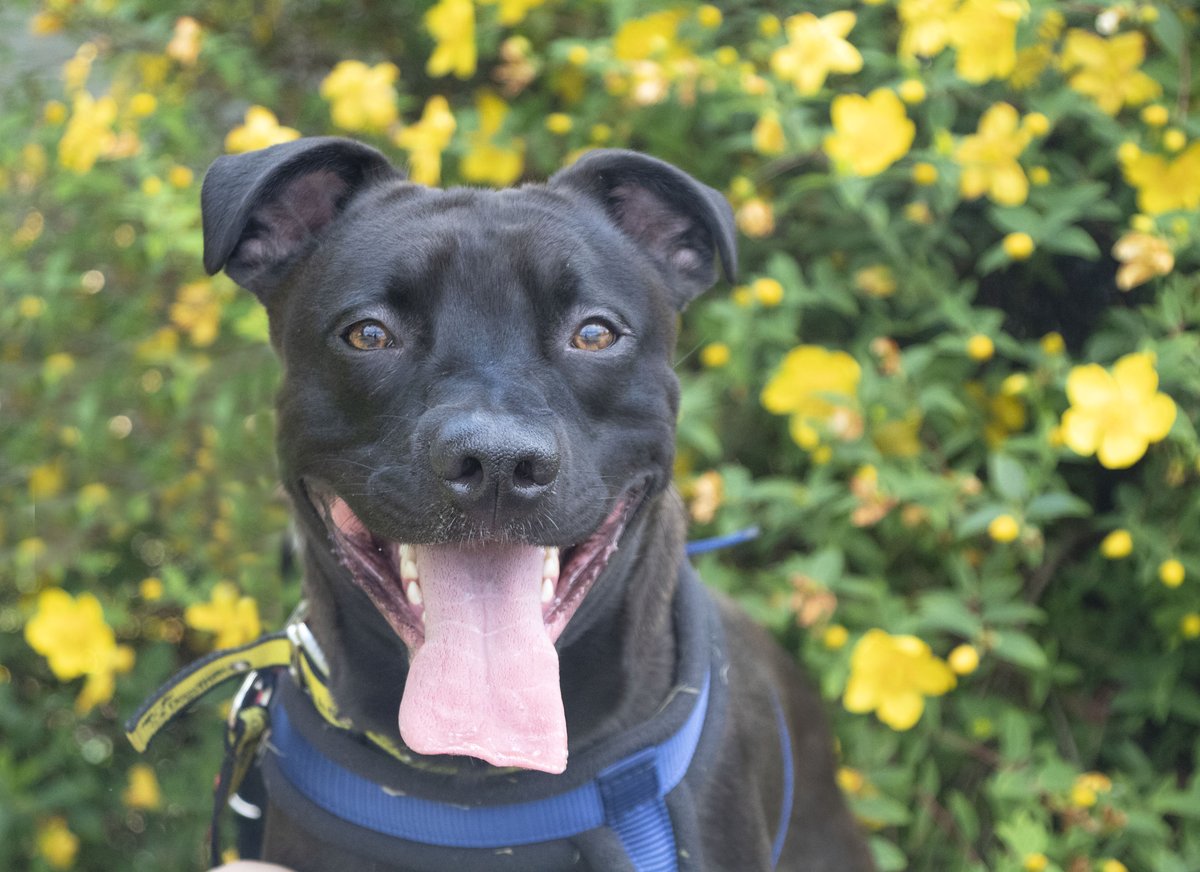 DT_MANCHESTER's tweet photo. βοΈπ» Theo is hoping his new, summery profile photo will catch the eye of potential adopters! βοΈπ» π https://t.co/TYluzVeOek then call 0161 337 3600 πβοΈ for an adoption form. @DogsTrust
.
.
#DogsTrust #DogsTrustManchester #ManchesterDogs #TamesideDogs #AdoptADog https://t.co/rKiammGhqS