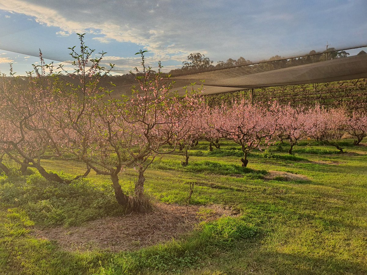 Few days in Lismore assessing a banana nematode trial !