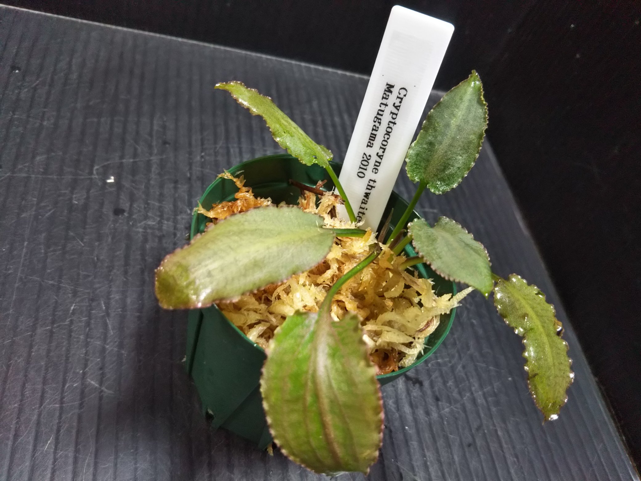 Uzivatel Aqua Fortune Na Twitteru アクアリウムバスに持って行くもの Cryptocoryne Thwaitesii Matugama Platina Line 17 Albobena Sp Natuna4になります ピンクフリルが特徴的なthwaitesii Matugamaは仕上がるととても美しいです アクアリウムバス