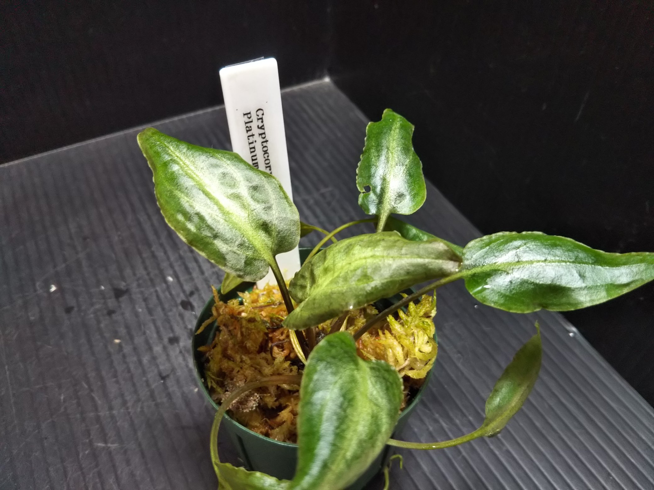 Uzivatel Aqua Fortune Na Twitteru アクアリウムバスに持って行くもの Cryptocoryne Thwaitesii Matugama Platina Line 17 Albobena Sp Natuna4になります ピンクフリルが特徴的なthwaitesii Matugamaは仕上がるととても美しいです アクアリウムバス