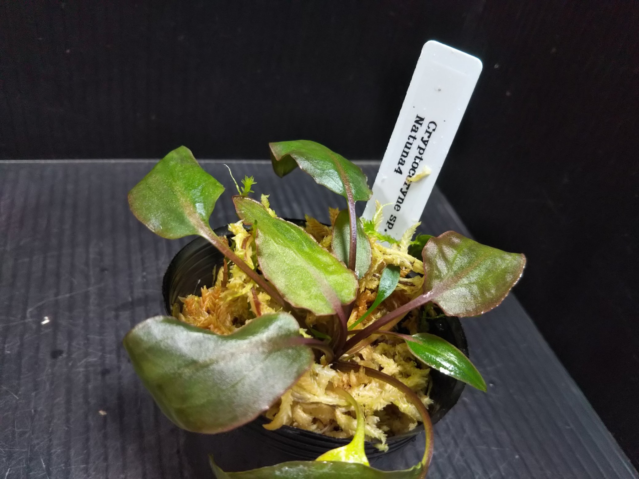 Uzivatel Aqua Fortune Na Twitteru アクアリウムバスに持って行くもの Cryptocoryne Thwaitesii Matugama Platina Line 17 Albobena Sp Natuna4になります ピンクフリルが特徴的なthwaitesii Matugamaは仕上がるととても美しいです アクアリウムバス