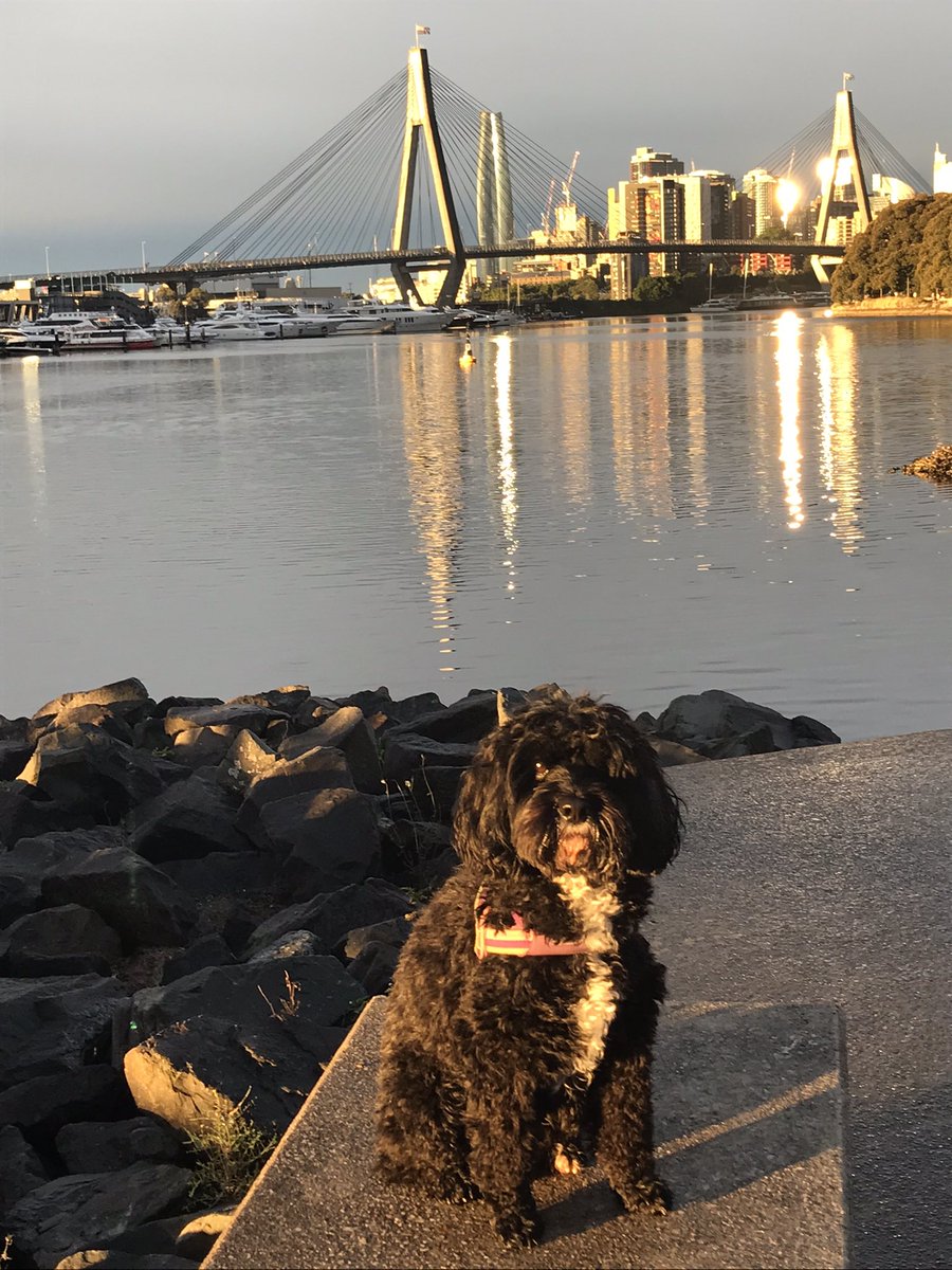 cefy's tweet photo. @D_Melissa2 #Ciara #cavoodle was so happy it rained yesterday. Too crowded usually to walk around our suburb but she 🐕‍🦺 knows on cloudy 🌧 days we get to safely dance in the rain ☔️ 🌈 #CloudsPass #PhysicalDistance #SocialConnectedness #DogsOfTwitter #RozelleBayPontoon #AnzacBridge #Sydney https://t.co/PsO89RVdDs