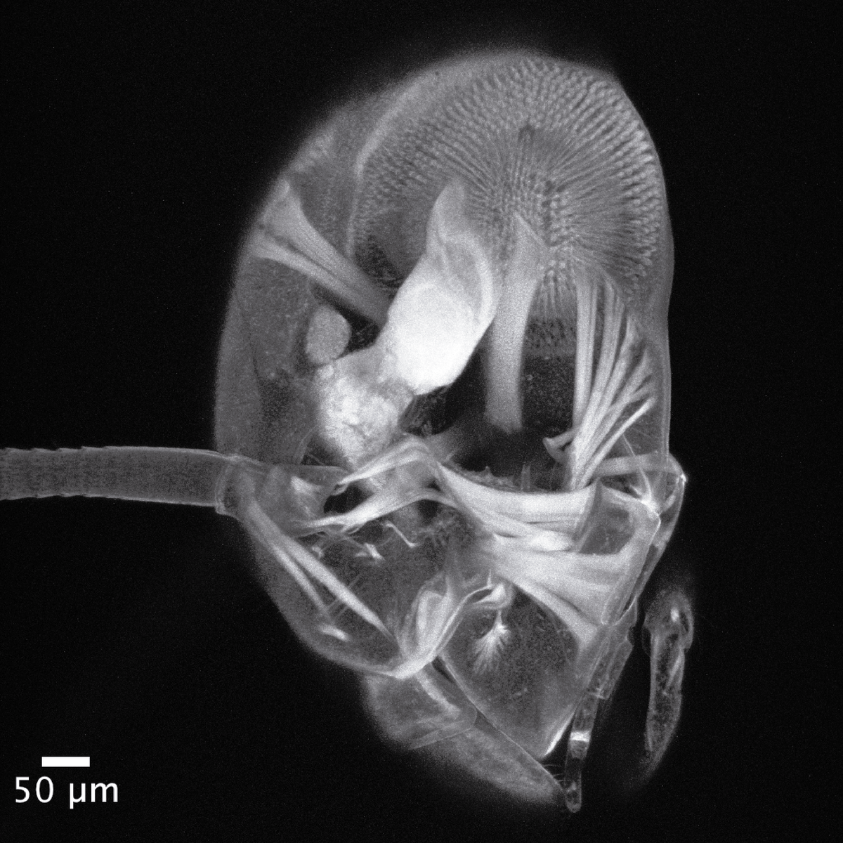 We are hiring a research assistant mayflyecoevodevo.com/joinus. Please, drop me an email or DM if you are interested in evodevo, genomics &amp; insects. Deadline July, 30th