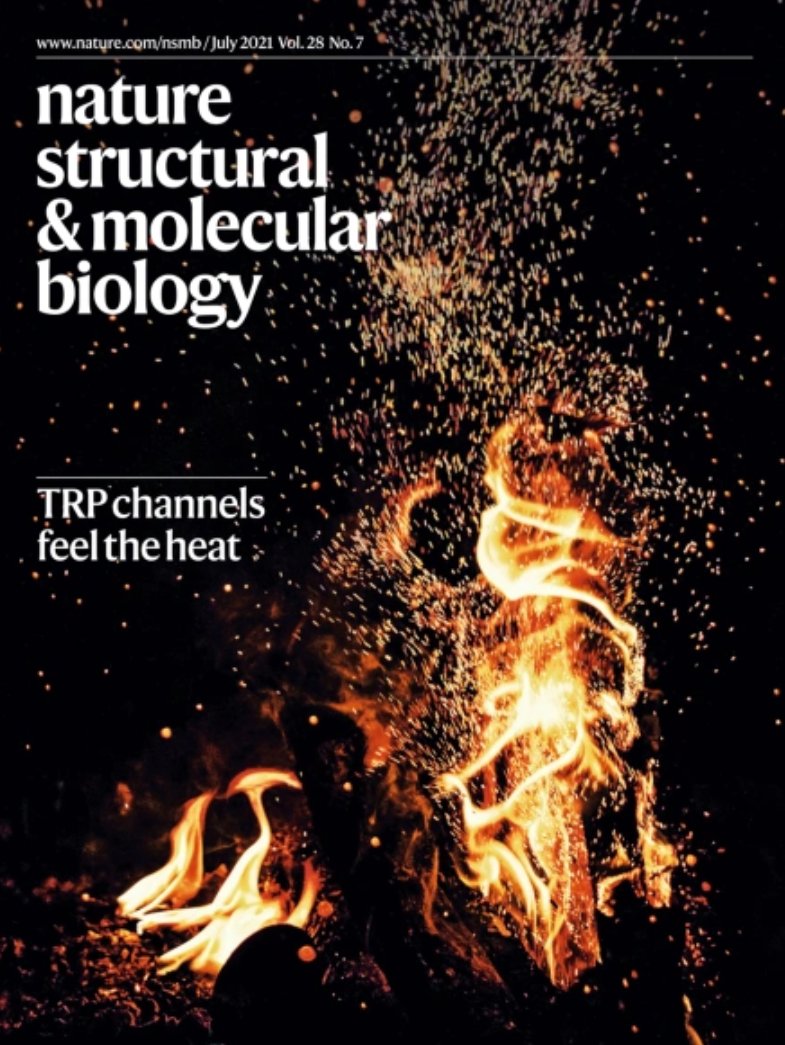 NatureSMB's tweet image. 🔥🔥 NSMB on fire! 🔥🔥

On the cover of our July issue, we highlight work from the labs of Seok-Yong Lee @DukeU and @AlexanderSobol6 @Columbia on the mechanism of heat sensation in the sensory ion channels TRPV1 and TRPV3.

Check out the full issue here:
nature.com/nsmb/volumes/2…