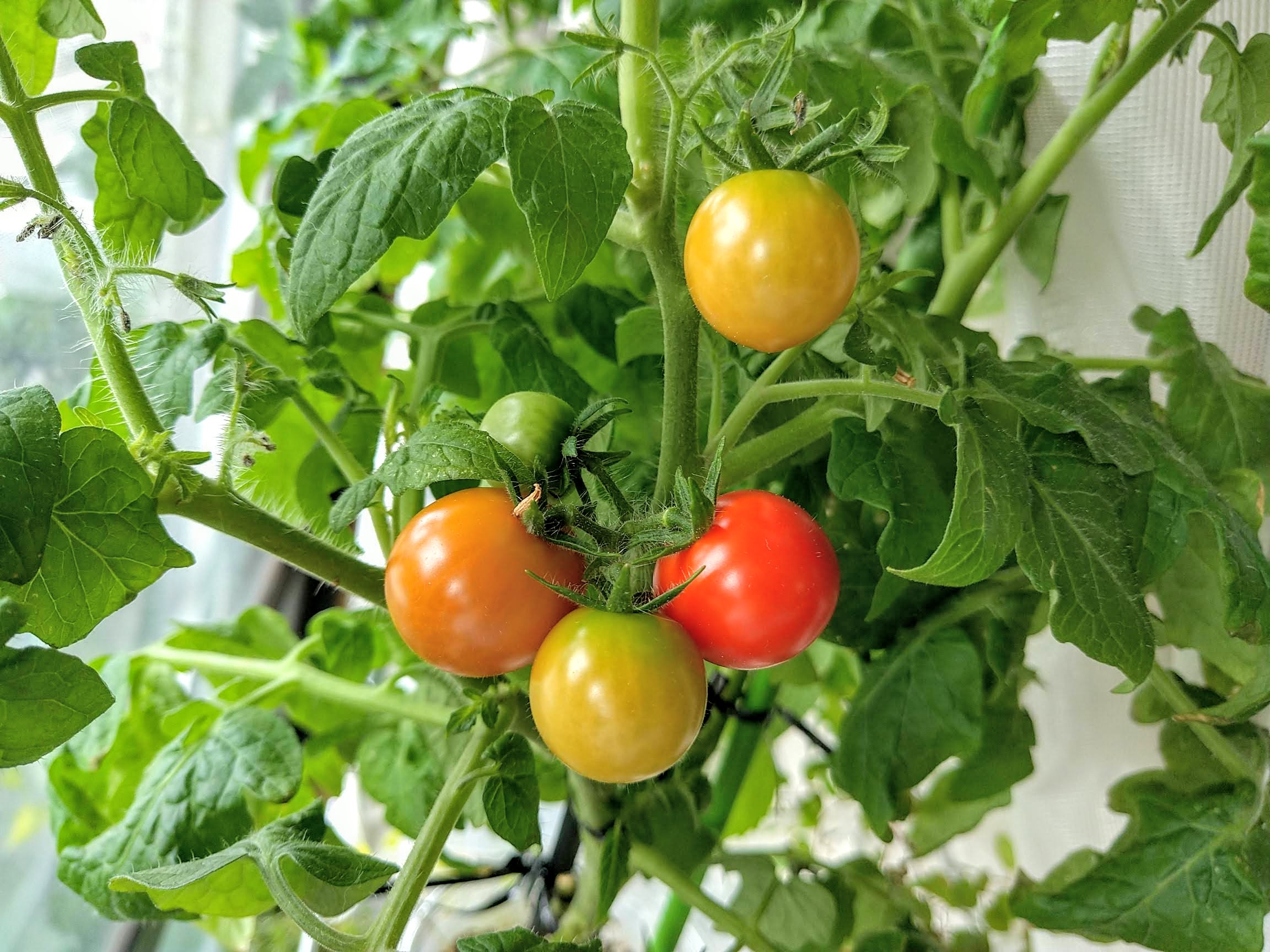 レジナ Twitter Search Twitter