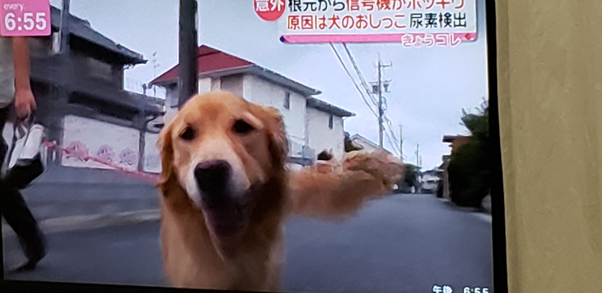 犬のおしっこ Twitter Search Twitter