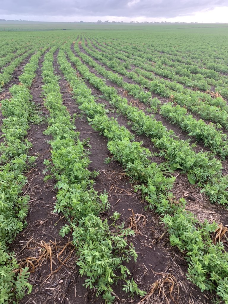 Out in CYP of SA before a good 🌧 🤞wheat on wheat &amp; lentils flying along after a slow start
