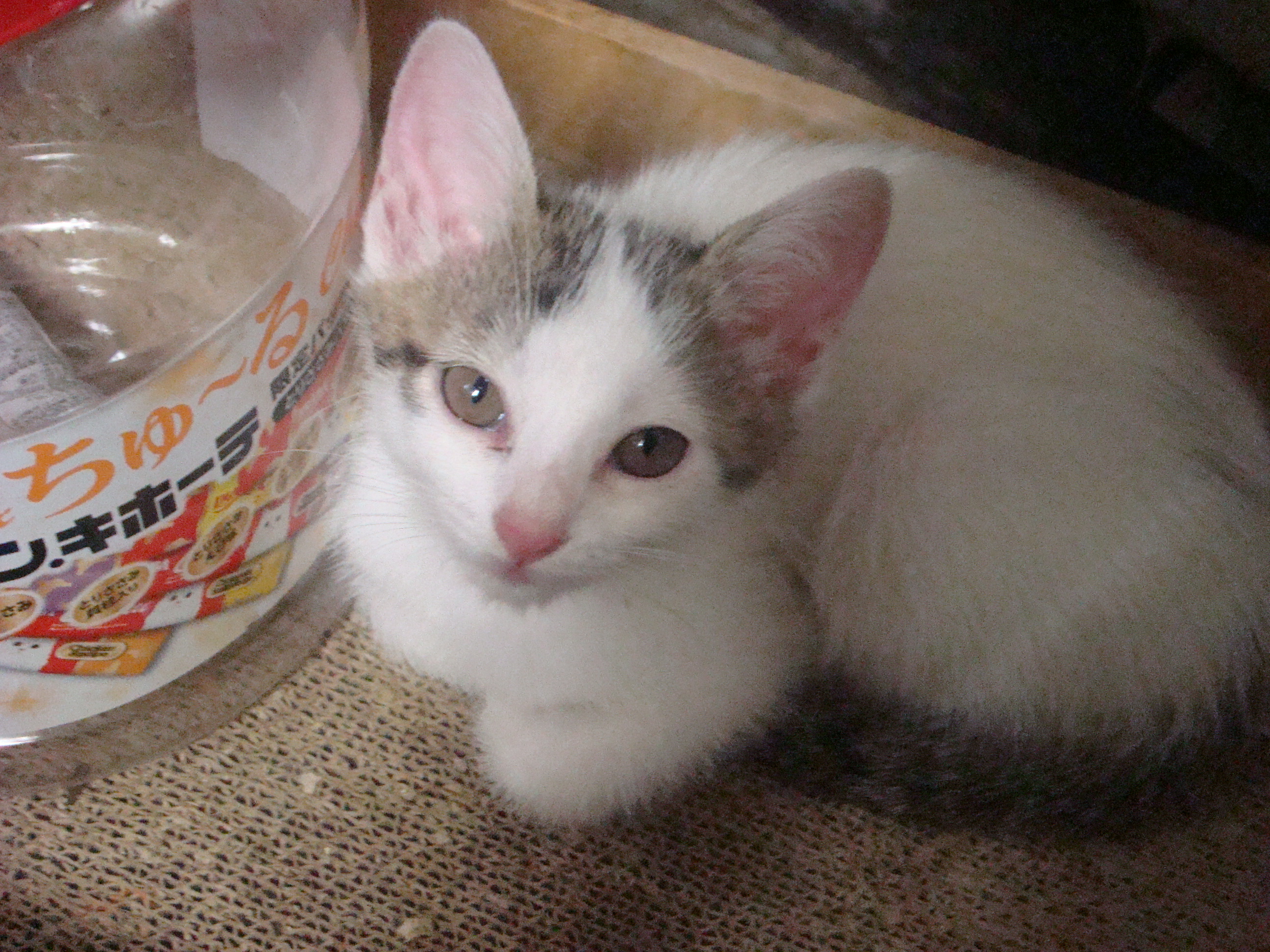 茶々丸 Chachamarucafe Twitter