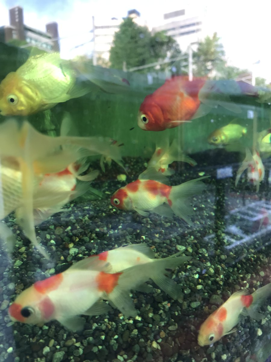 市ヶ谷フィッシュセンター 金魚 Ichigaya Kingyo Twitter 市ヶ谷フィッシュセンター 金魚 Ichigaya Kingyo Twitter