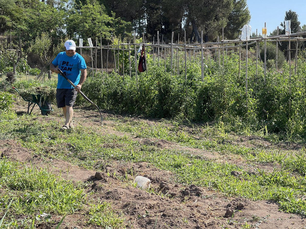 ajmanresa's tweet photo. 🥬 Els Horts Ecològics i Comunitaris de la Culla compleixen dos anys al barri de La Balconada amb totes les parcel·les ocupades.
ℹ️ Més informació a https://t.co/mZwn7KOF0F https://t.co/ZomLmWzw1h