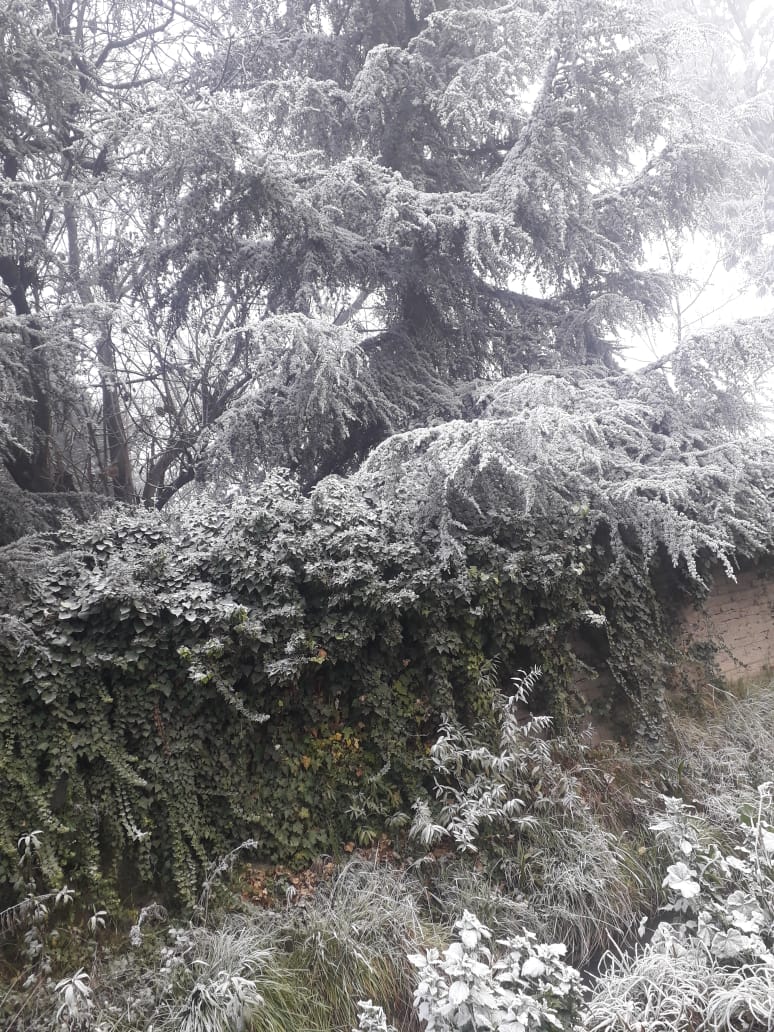 JorgReyes10's tweet photo. ❄️Cencellada presente en algunas localidades de la zona central
Temperaturas alrededor de 1 y -5°C en diferentes comunas
Localidad de #Apalta #Rengo #Ohiggins
📸Gracias por el meteoreporte #CamiloBahamondes https://t.co/iVUZEE41hA