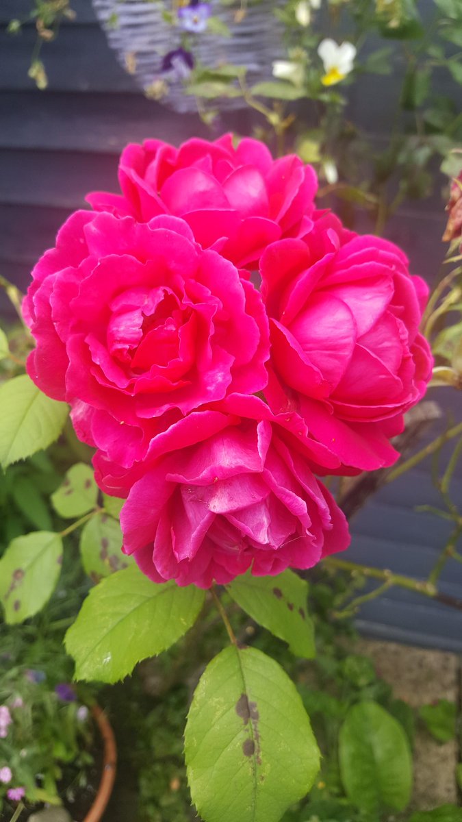 missumie78's tweet image. It's a sit in the garden and watch the butterflies, bees and bugs kind of day; in between sorting my mountain of clothes day! 🤓😂💚 #bugslife #ThursdayThoughts #ruminating #flowerpower #ants 💫🌸😂