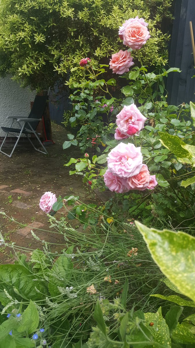 missumie78's tweet image. It's a sit in the garden and watch the butterflies, bees and bugs kind of day; in between sorting my mountain of clothes day! 🤓😂💚 #bugslife #ThursdayThoughts #ruminating #flowerpower #ants 💫🌸😂