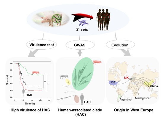 journal_edit's tweet image. The bacterium Streptococcus suis has long been known as a pig pathogen. But, since 1998, it has caused three large outbreaks in people in China, and a sharp increase in human infections globally, making it a serious public-health concern.
Read more: doi.org/10.15252/emmm.…