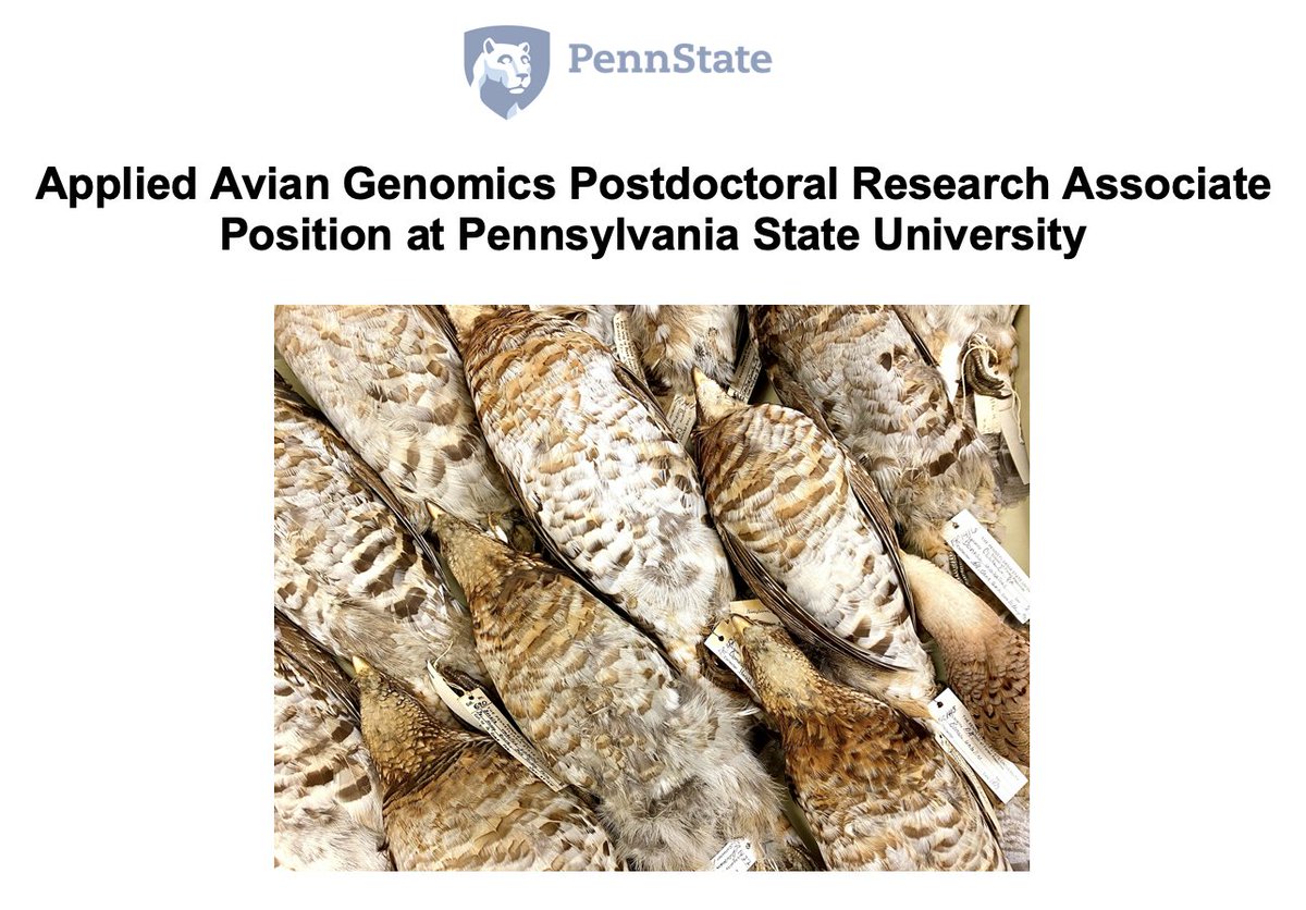 Postdoc Opportunity—Applied Avian Genomics, focused on historic and contemporary genetic diversity of Ruffed Grouse. With Julian Avery (<a href="/EvolutionAvery/">Julian Avery</a>, julianaverylab.com) and our group.
See details here:
psu.wd1.myworkdayjobs.com/PSU_Academic/j…