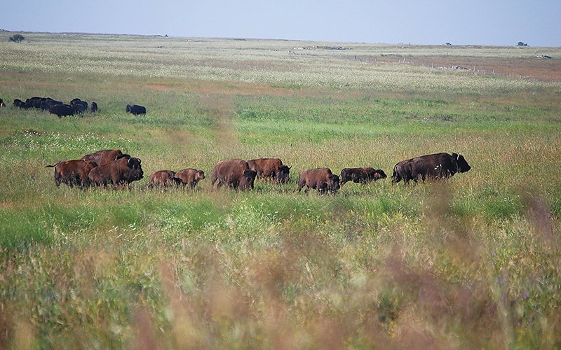 MCVmag's tweet photo. Blue Mounds State Park in SW MN is full of natural surprises. A Sioux quartzite cliff rises 100 feet from the plains where a bison herd grazes. How about a road trip to Blue Mounds this summer? We have some bison viewing tips: https://t.co/M20RlI7OKo
#Bison #BlueMounds https://t.co/CTbxbTPA53