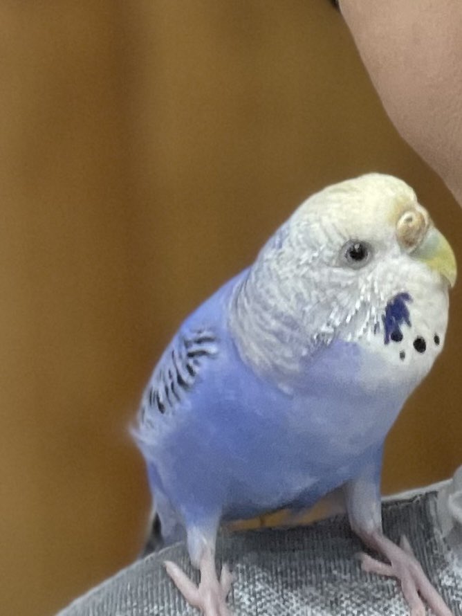 kikucha04497452's tweet photo. 【インコ探しています】
今日午前10：30頃、インコが行方不明になりました。メスのインコです。
名古屋市内です。
もし何か情報あるかたはDMにお願い致します🙇‍♀️

#インコ探しています https://t.co/iAMIuTmwkt