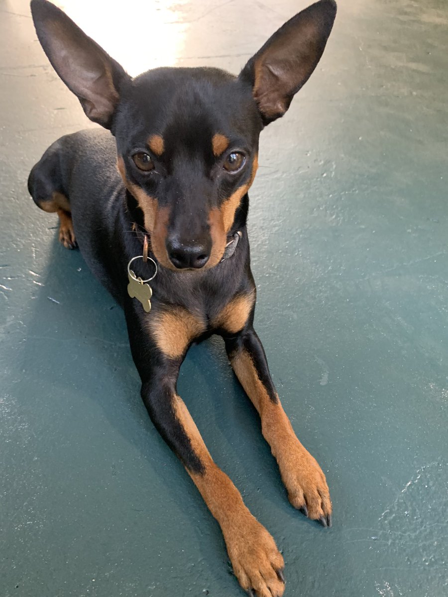 FitpupCare's tweet photo. Milly wondering when our new order of products shall arrive🧐😅 #ComingSoon #animals #DogsofTwittter #challeneges #thursdaymorning https://t.co/beUwDRxlVd