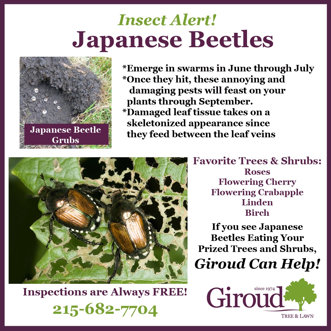 giroudtree's tweet photo. We are seeing an explosion of #JapaneseBeetles in the area! If you have any of the trees and shrubs listed here, check for chewed leaves and shiny, green beetles. Treatments are time-sensitive! Check out our blog post if you'd like to learn more:
https://t.co/fBlrMu4F2E https://t.co/R5weyZikgY