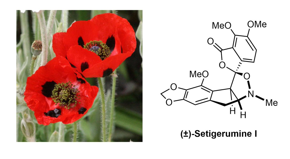 Uncovering the last remaining secrets of poppies! Our biomimetic total synthesis of Setigerumine I sheds light on the rare isoxazolidine poppy alkaloid family, which has remained an unsolved mystery for over two decades. Congrats Anavi! @ChemistryRice doi.org/10.33774/chemr…