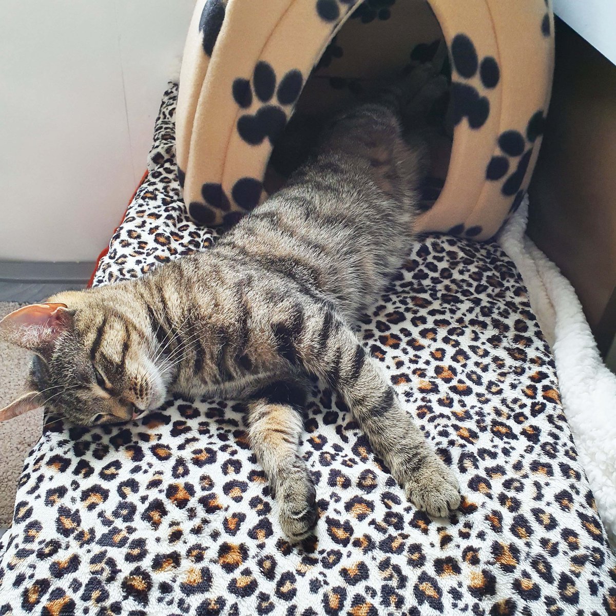 dscvranimals's tweet photo. Ashleigh from the Discover Animals team recently adopted 3-year-old Kitty from @BluebellRidge in Hastings. Read all about her story on the website and discover some useful tips if you're looking to adopt your next pet 👉 https://t.co/P10HmYxEc3

#adoption #rspca #cats #pets https://t.co/pwjxuGM44E