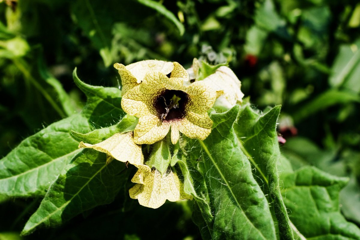 IcySedgwick's tweet photo. In Germany, henbane was believed to attract rain and produce sterility in land and livestock #FolkloreThursday [img by me] https://t.co/nP8oG4MNZK