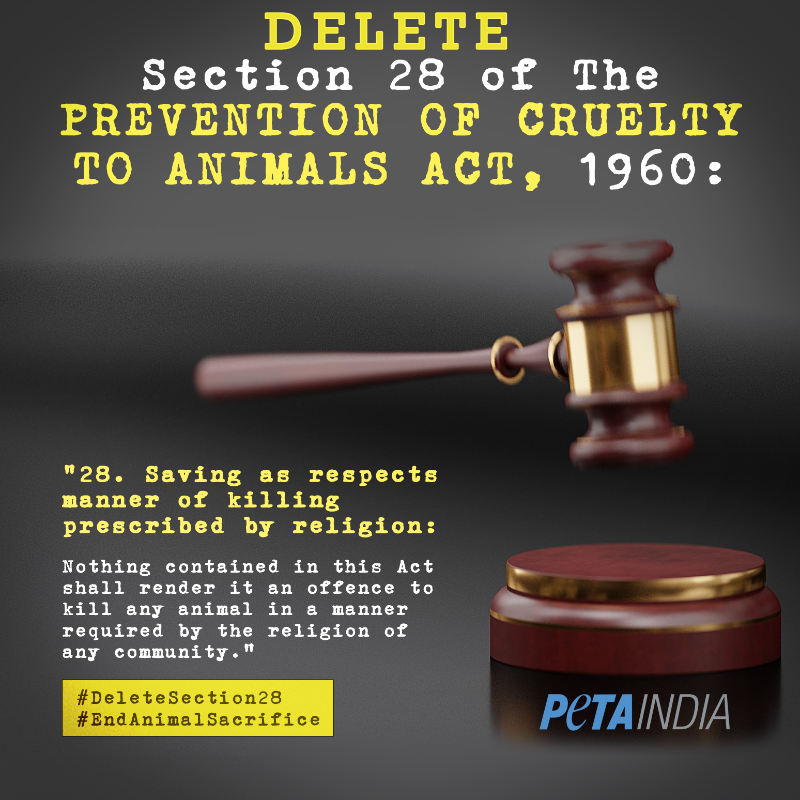 PetaIndia's tweet photo. Did you know that Section 28 of The Prevention of Cruelty to Animals (PCA) Act, 1960 allows ANY animal to be killed in ANY manner for religious purposes? 

Join us in calling for Section 28 to be scrapped: https://t.co/Hfl5FtpsTf

#DeleteSection28