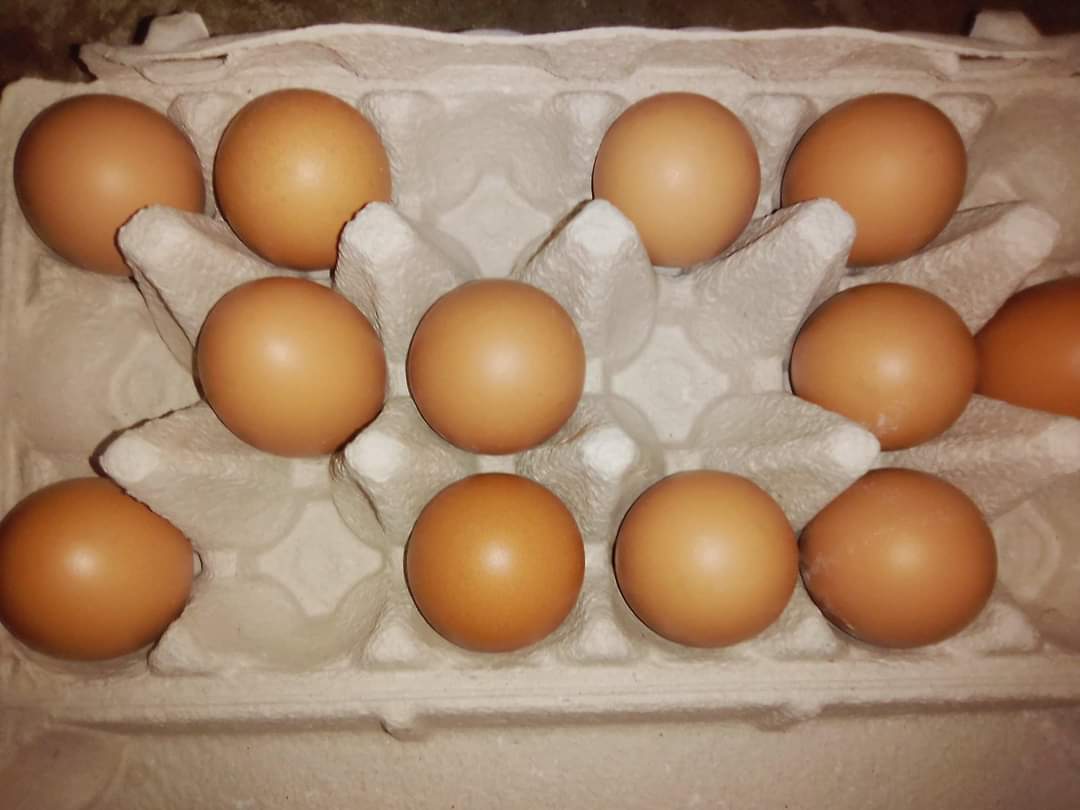 DrZengeni's tweet photo. I always pick my eggs randomly 🤗 so that they don't know who's next😂. https://t.co/RLQqosBM93