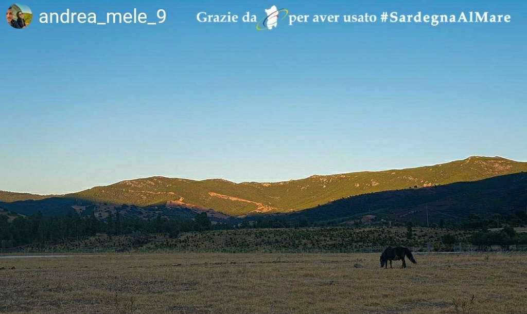 SardegnaAlMare's tweet photo. Murtas Artas, zona Siniscola 🐎 😂 🐴 # SardegnaAlMare #sardegna #sardinia #ichnusa #cavalli #MurtasArtas #siniscola #siniscolacity #siniscolaospitale #instasardegna #igers_sardegna #instagood #instalike #ilovesardegna #igersardegna #yallerssardegna #lanuovasardegna #corrierede… https://t.co/US9m5veqJQ
