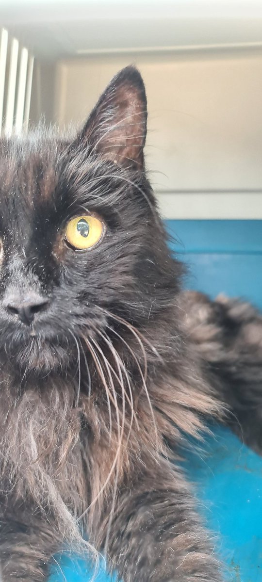 RevMthrSamantha's tweet photo. 💕 this dude!! #CatsOfTwitter #OldManCat At the vets for a check-up, and yes he did have a blanket in his carrier when we left home but let his distain at being transported known! #IfYouKnowYouKnow https://t.co/Fen1B0jkHD