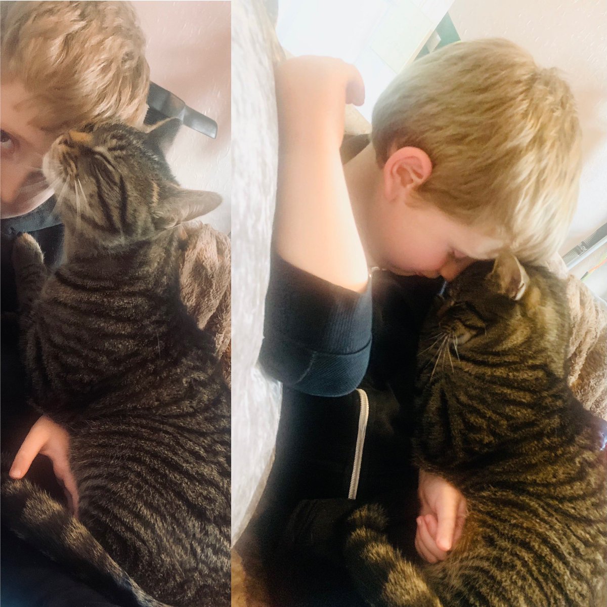 Love that <a href="/thismorning/">This Morning</a> <a href="/EamonnHolmes/">Eamonn Holmes OBE</a> <a href="/RuthieeL/">Ruth Langsford</a> are appreciating the cat people! … this is Alfie he is 5 and he calls his self a ‘cat person!’ This is his best friend Harlo and I’ve never seen a bond like it. When he’s at school, She spends 6 hours at the door waiting for him!
