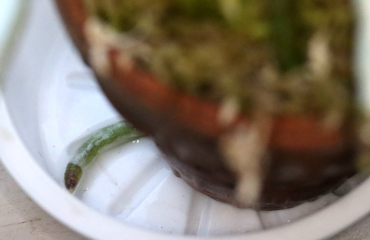 チョビすけ Pa Twitter ちなみに うちのナゴランは根もたくさん出てきて 順調に育っています 鉢底からも根が ｱﾗｱﾗ ナゴラン 名護蘭 洋蘭 洋蘭が好き 洋ラン なごらん 花が好き 花を育てよう オーキッド