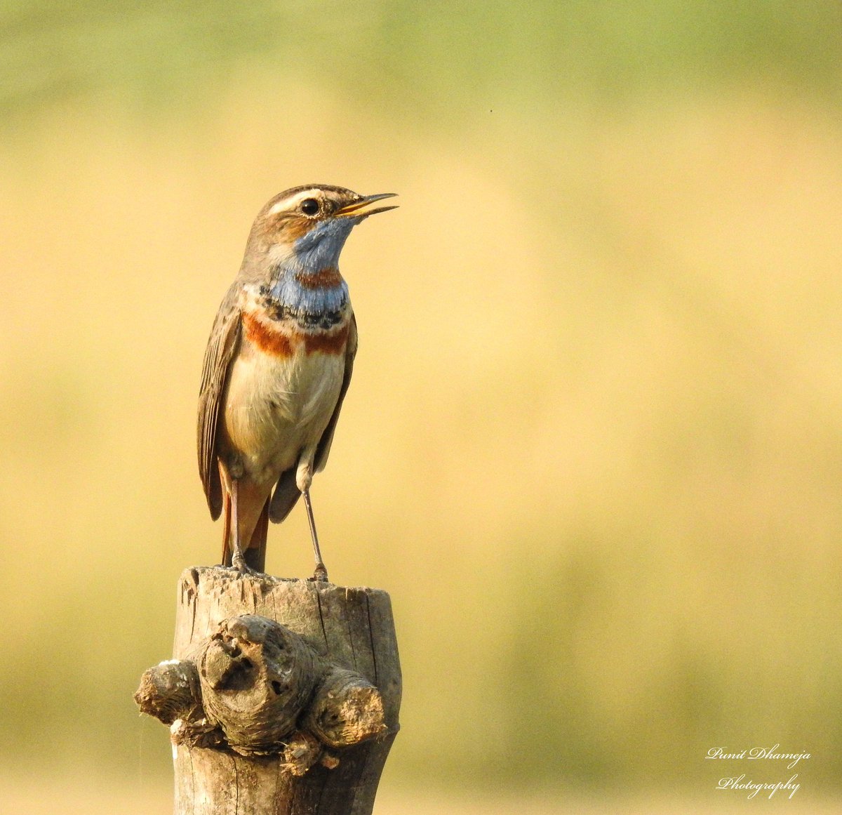 dhamejap's tweet photo. Sighting a Bluethroat is considered lucky in many places because of its unique feature, In Marathi its called शंकर and in hindi नीलकण्ठी पिद्दा
 #IndiAves #VernacularNames #ThePhotoHour #TwitterNatureCommunity #BirdsSeenIn2021 #BBCWildlifePOTD #birdwatching @ParveenKaswan https://t.co/AgdCG2w1RQ
