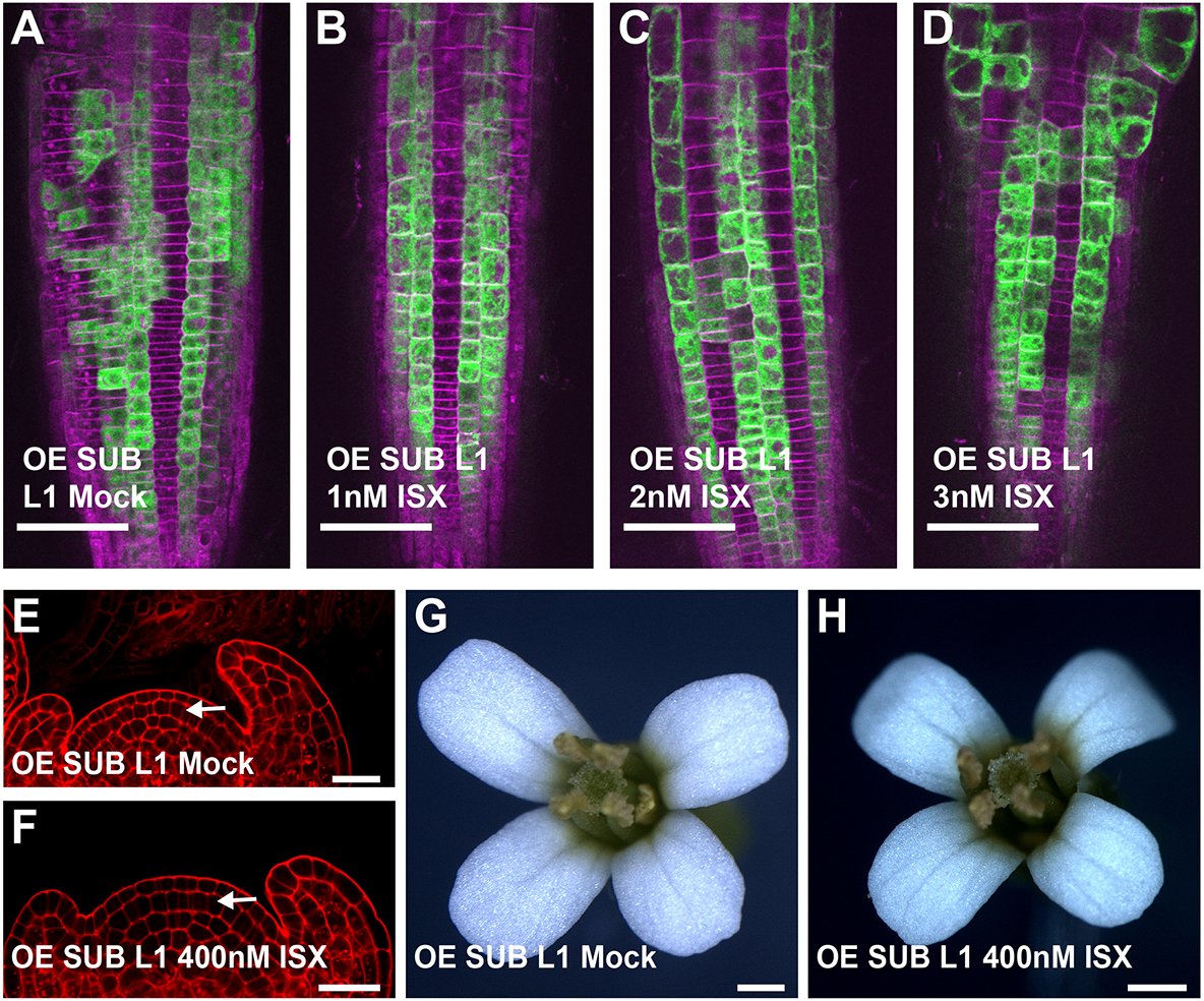 Cell-wall remodelling influences cell fate through STRUBBELIG

A Research Highlight showcasing new work from <a href="/Ajt_chaudhary/">Ajeet Chaudhary</a>, Kay Schneitz (<a href="/PlantDevTUM/">Kay Schneitz</a>) and colleagues

journals.biologists.com/dev/article/14…